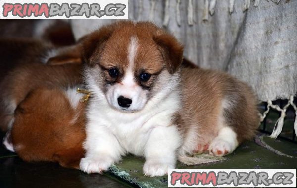 KC registrovaná štěňata Welsh Pembroke Corgi