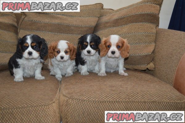 Porozumění štěňatům Cavalier King Charles