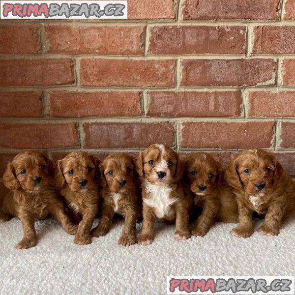 stenata-cavapoo-f1b