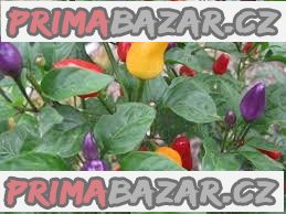 semena Chilli Chinese Five Color