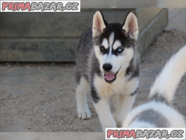 sibirsky-husky-s-pp