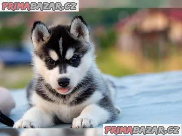Sibiřský husky s PP Sibiřský husky s PP