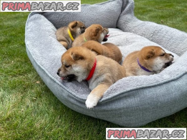 Shiba-Inu  na prodej  s PP