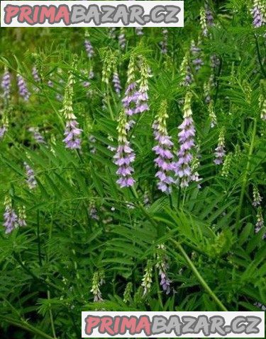 Lékořice lysá - Glycyrrhiza glabra