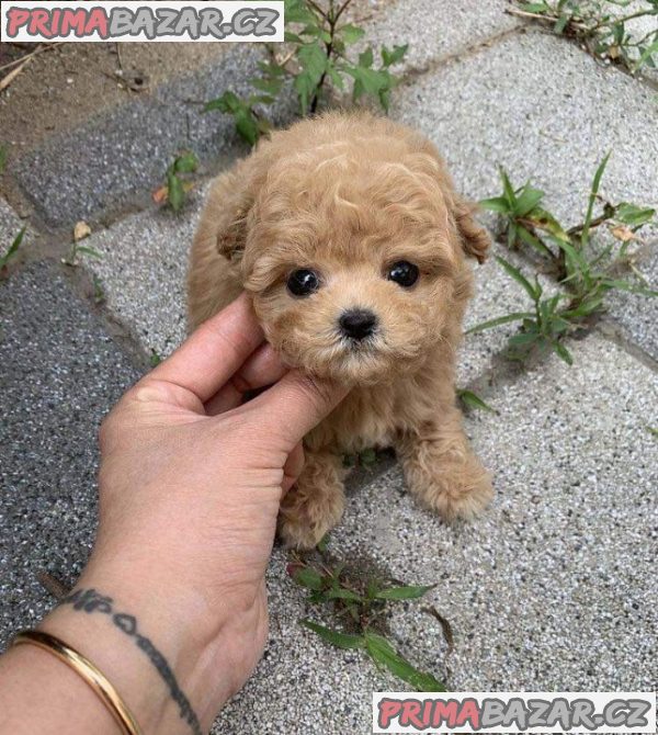 Štěňata Maltipoo připravena do nových domovů