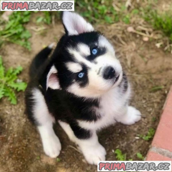 krasne-sibirsky-husky-stenatka-s-pp