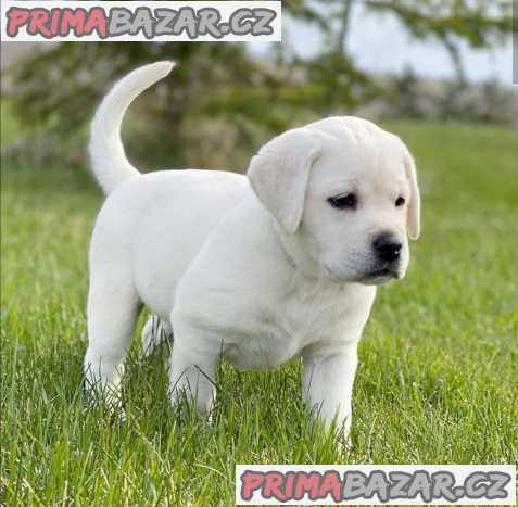 labrador-retrievers-pes-ve-zlute-cerne-a-hnede-barve