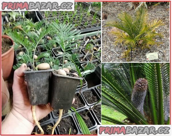 sazenice-cycas-macrozamia-communis