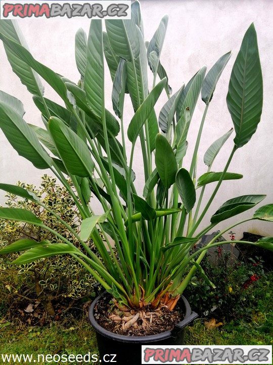 20 let stará Sazenice Strelitzia Reginae