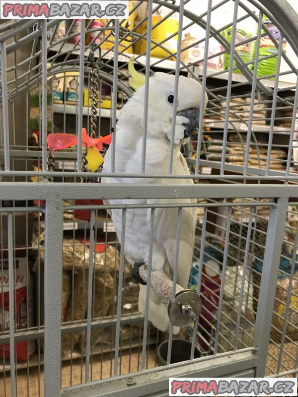 Krásní papoušci kakadu