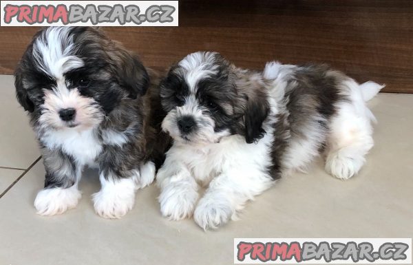 Štěňata Shih Tzu připravena