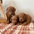 Nádherná štěňátka Goldendoodles