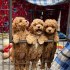 Krásná štěňata Maltipoo