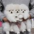 Krásná bílá pomeranian štěňata