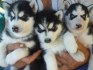 Krásná štěňata čistého sibiřského husky