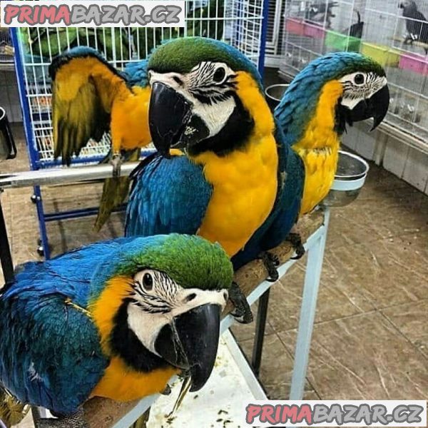 Modré a zlaté papoušci papoušci