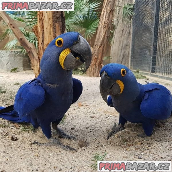 Domácí Vychovaní papoušci ara hyacintový