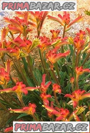 anigozanthos-humilis-klokani-tlapky