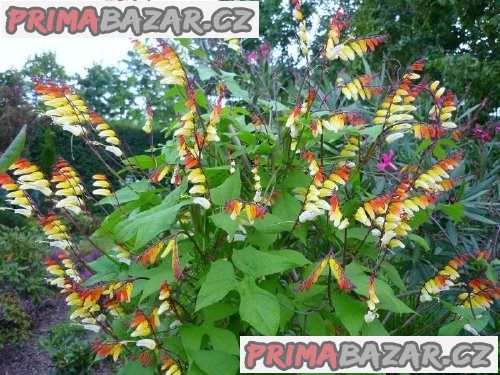 ipomoea-mina-lobata