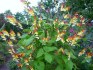Ipomoea Mina Lobata