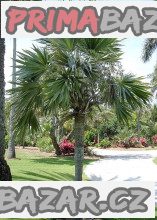 Palma Leucothrinax morrisii