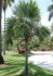 Palma Leucothrinax morrisii