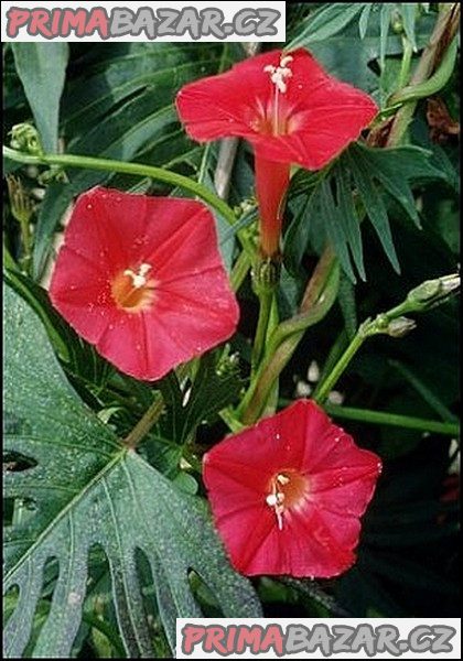 ipomoea-multifida-povijnice