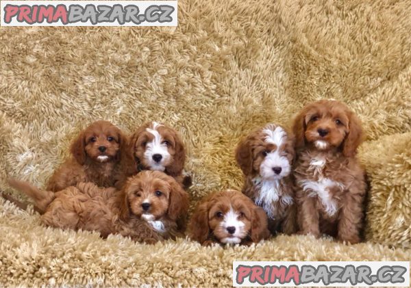 samec-in-samica-mladickov-cavapoo