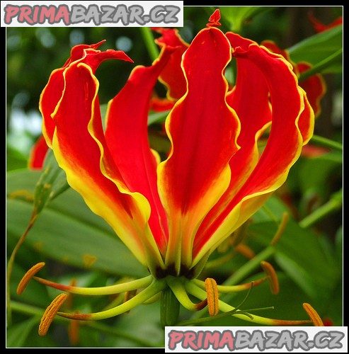 Gloriosa Superba – Glorióza vznešená