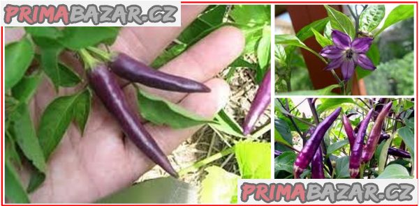 chilli-cayenne-purple