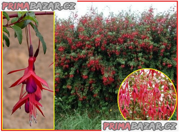 Fuchsia Magellanica