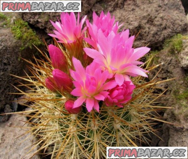 kaktus-neoporteria-litoralis-z-pobrezi-los-villos