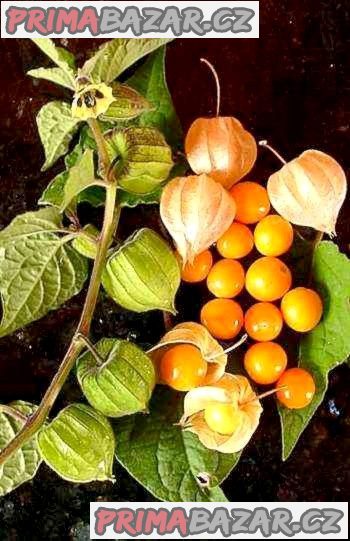 physalis-peruviana-mochyne-peruanska