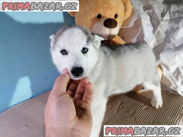 Sibiřský husky štěňata