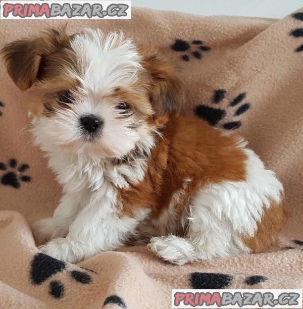 Fanji Shih Tzu