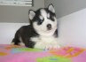 Štěně sibiřského huskyho