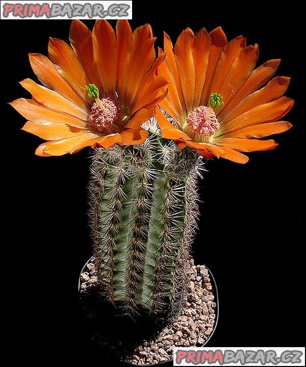 Kaktus Echinocereus lloydii SB 731 Pecos Tx
