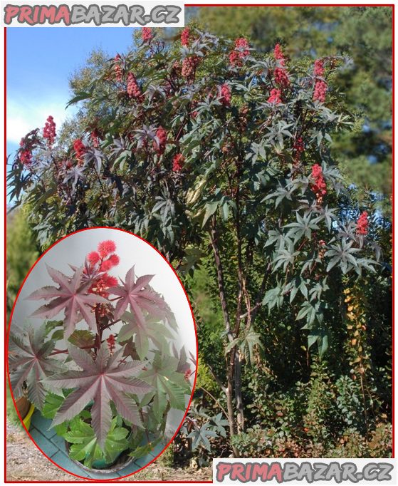 Skočec obecný - Ricinus communis