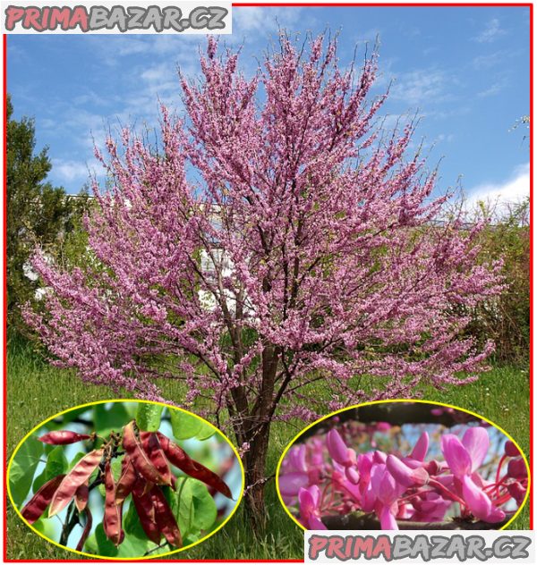 Cercis siliquastrum - zmarlika Jidášova