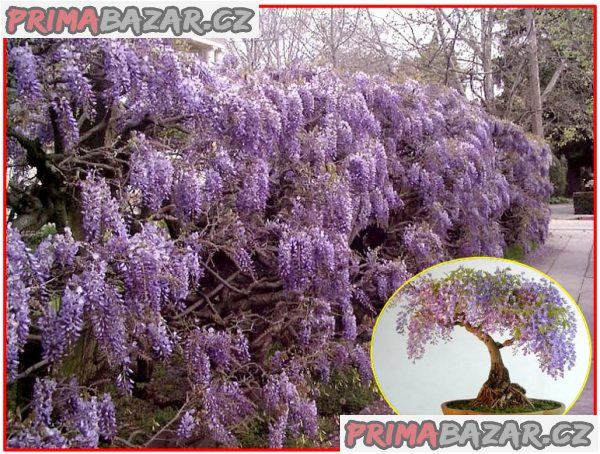 wisteria-sinensis