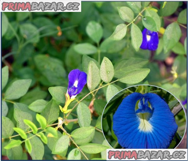 clitoria-ternatea