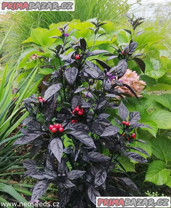 Chilli Black Pearl