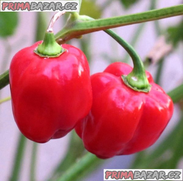 Chilli Habanero Red Caribbean