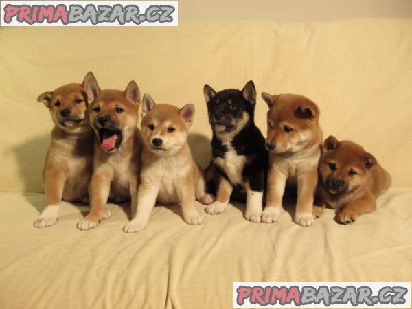 prodam-stenatka-shiba-inu