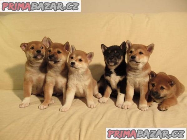 Prodám štěňatka Shiba Inu