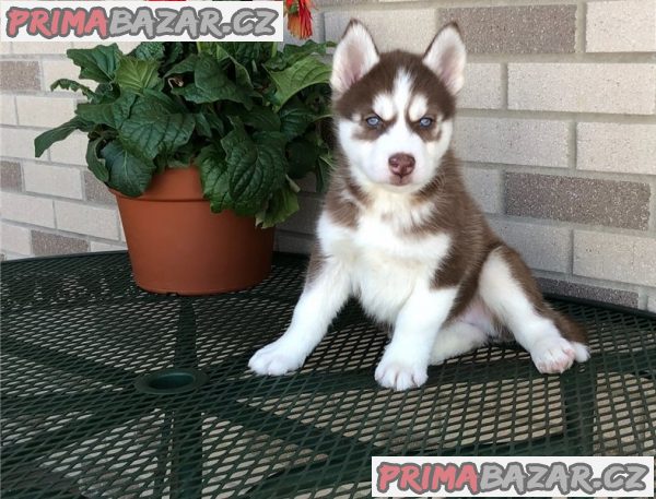 krasne-sibirsky-husky-stenatka-s-pp