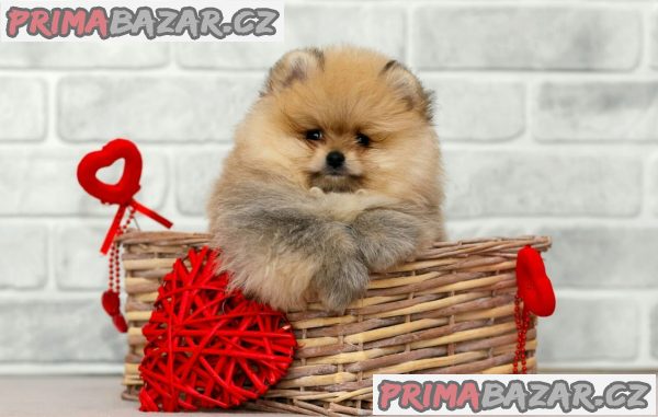 pomeranian-trpaslici-spic