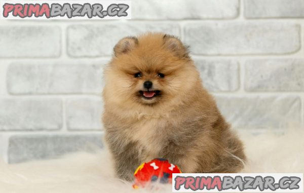 Pomeranian/ trpasličí špic