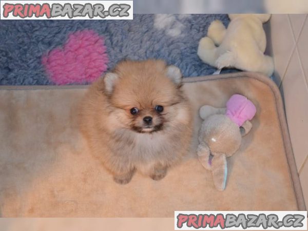 Pomeranian/ trpasličí špic