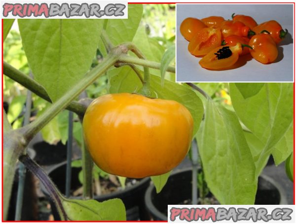 Chilli Rocoto Orange